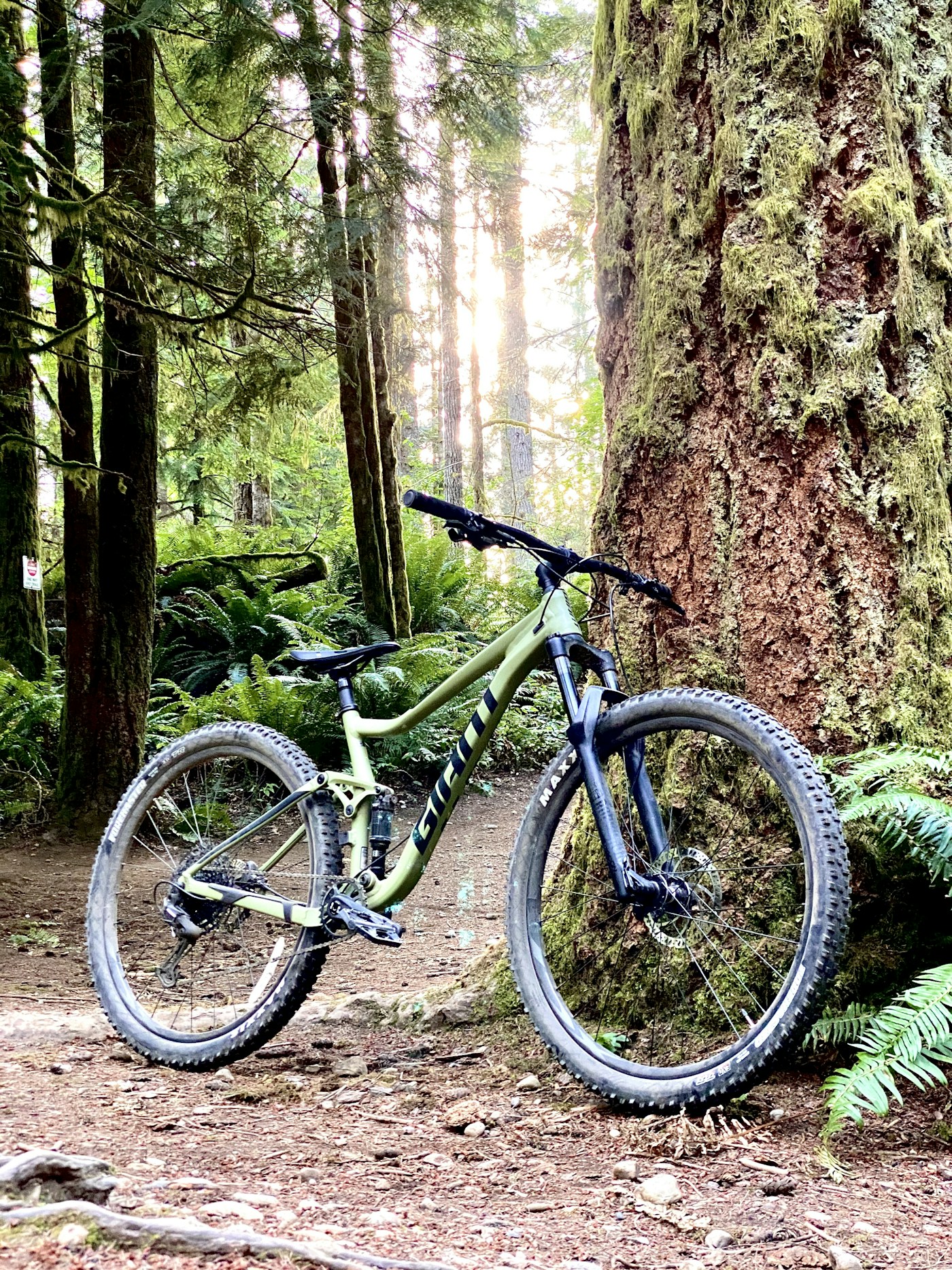 Bicicleta de montaña junto a un sendero en un bosque